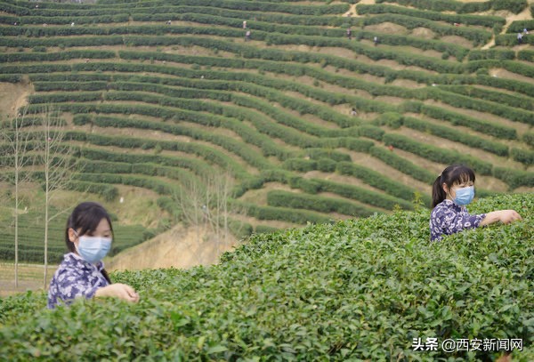 城固：春到茶山景如画