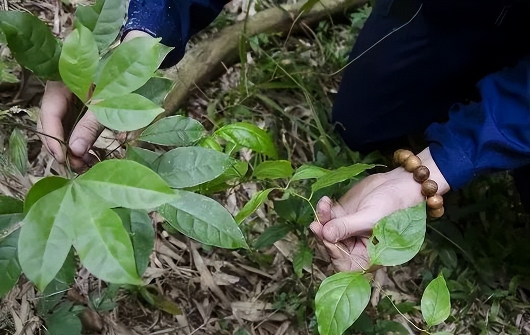 春游踏青，这些植物千万别碰！