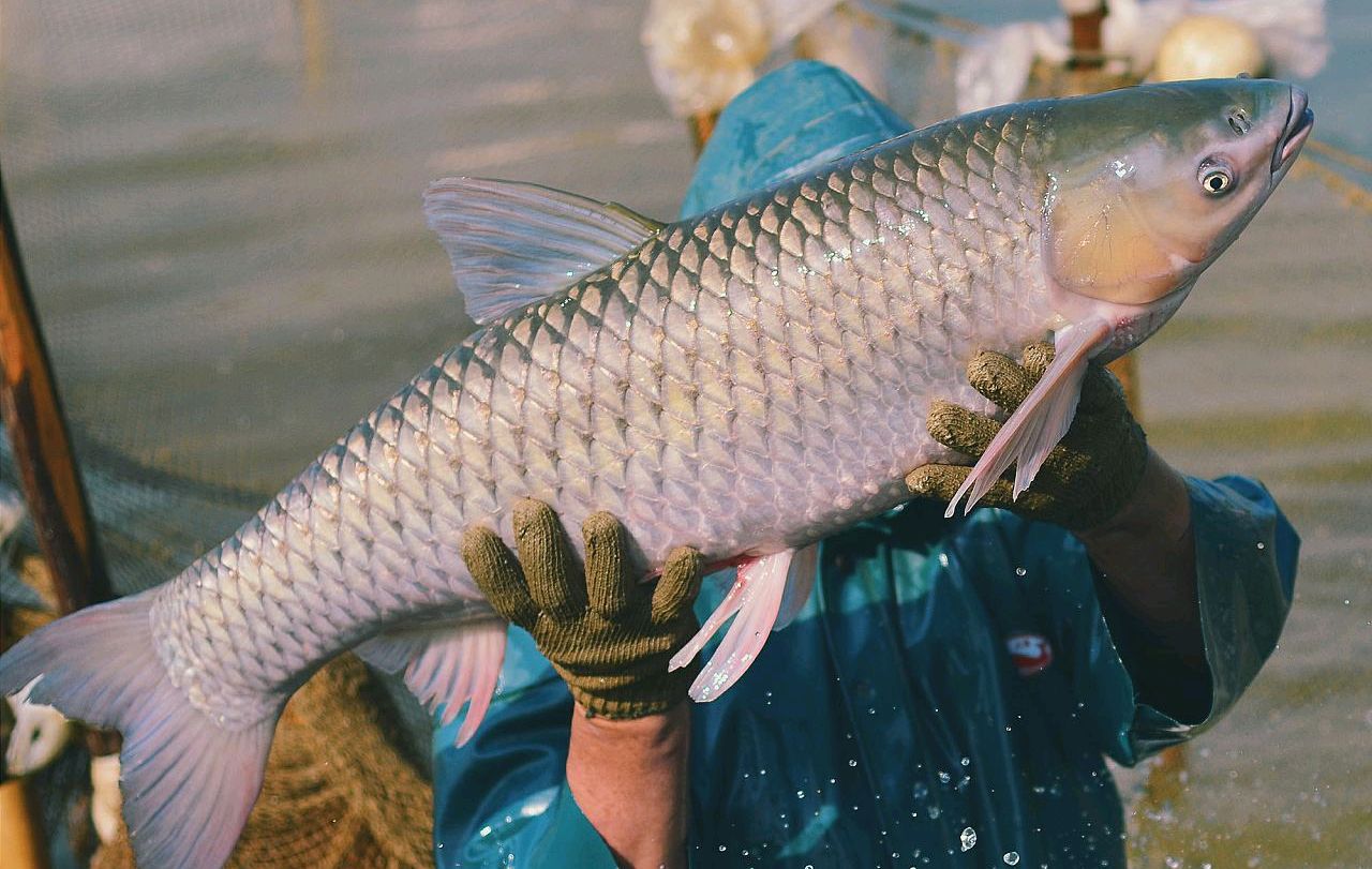 16年前,他把吃蚕豆长大的鱼从广东卖到了北京,每斤25元凭什么?