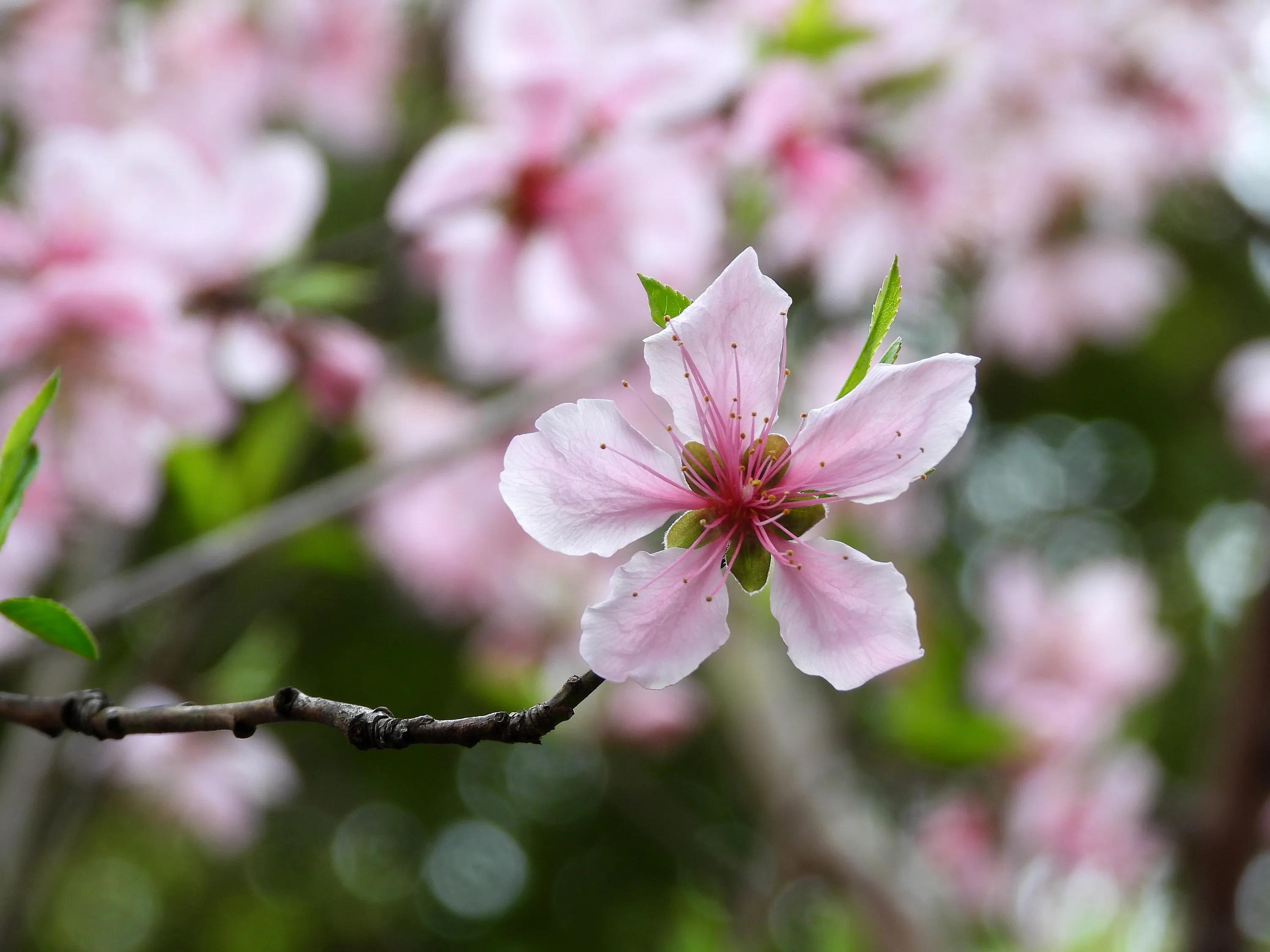 桃花盛開的季節 天天看點