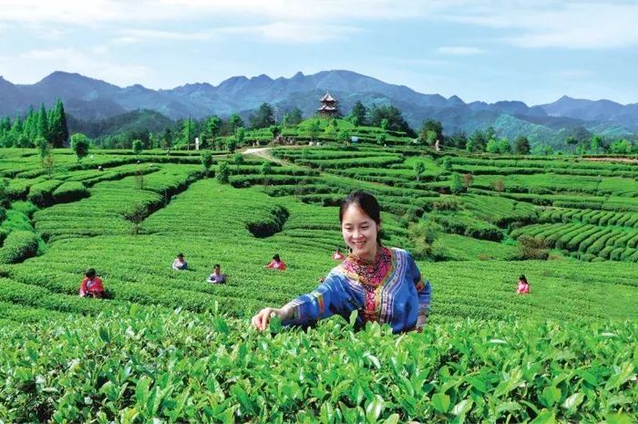 官宣！漢中市茶旅融合精品線路發(fā)布