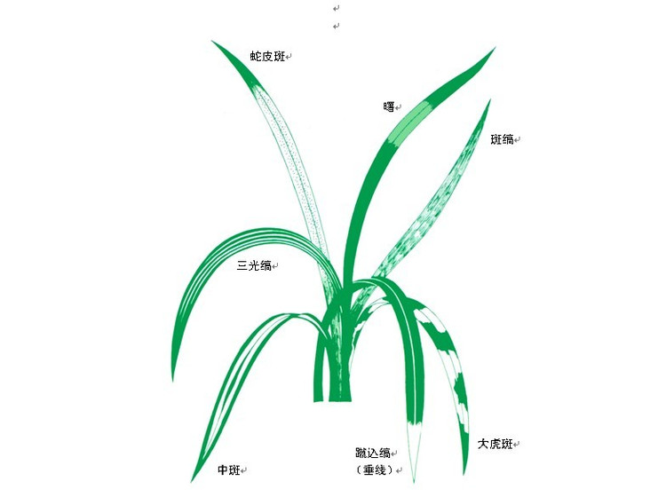 新手怎么鉴别兰花品质的好坏