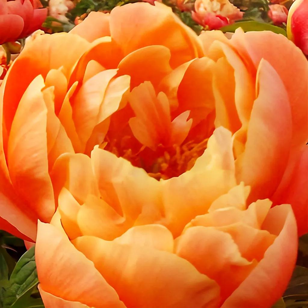 橙色洋牡丹的花语是受欢迎,幸福美满,高雅,富贵吉祥