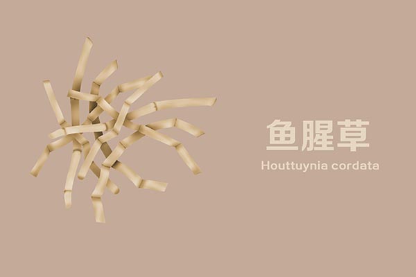 鱼腥草的功效与禁忌（这三类人慎吃鱼腥草）