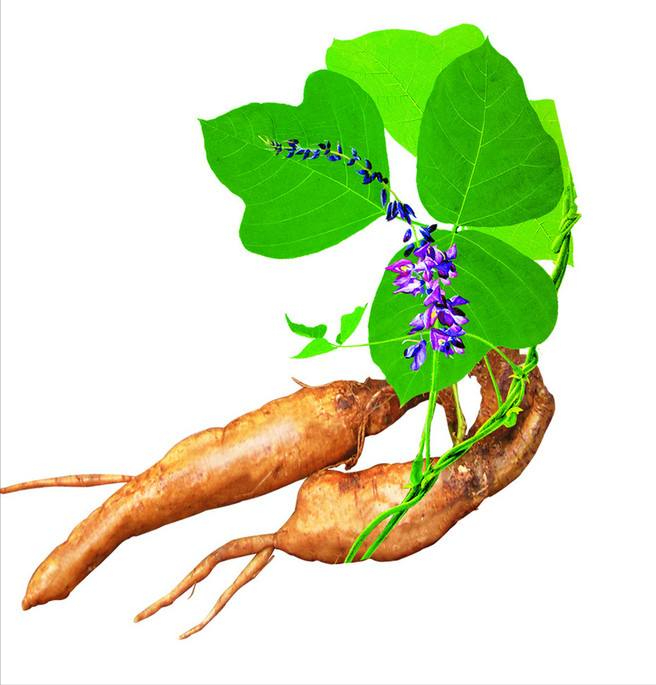 "千年人参"葛根在美国泛滥成灾,在我国是至宝,在美国却是恶魔