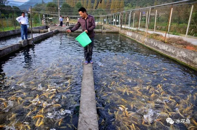池塘驯鱼吃料人工投饵：刺激鱼类食欲，提高摄食强度和饲料利用率