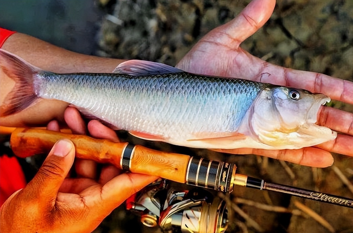 被称为"鱼中极品"的马口鱼,生长快繁殖力强,为何如今少见了?