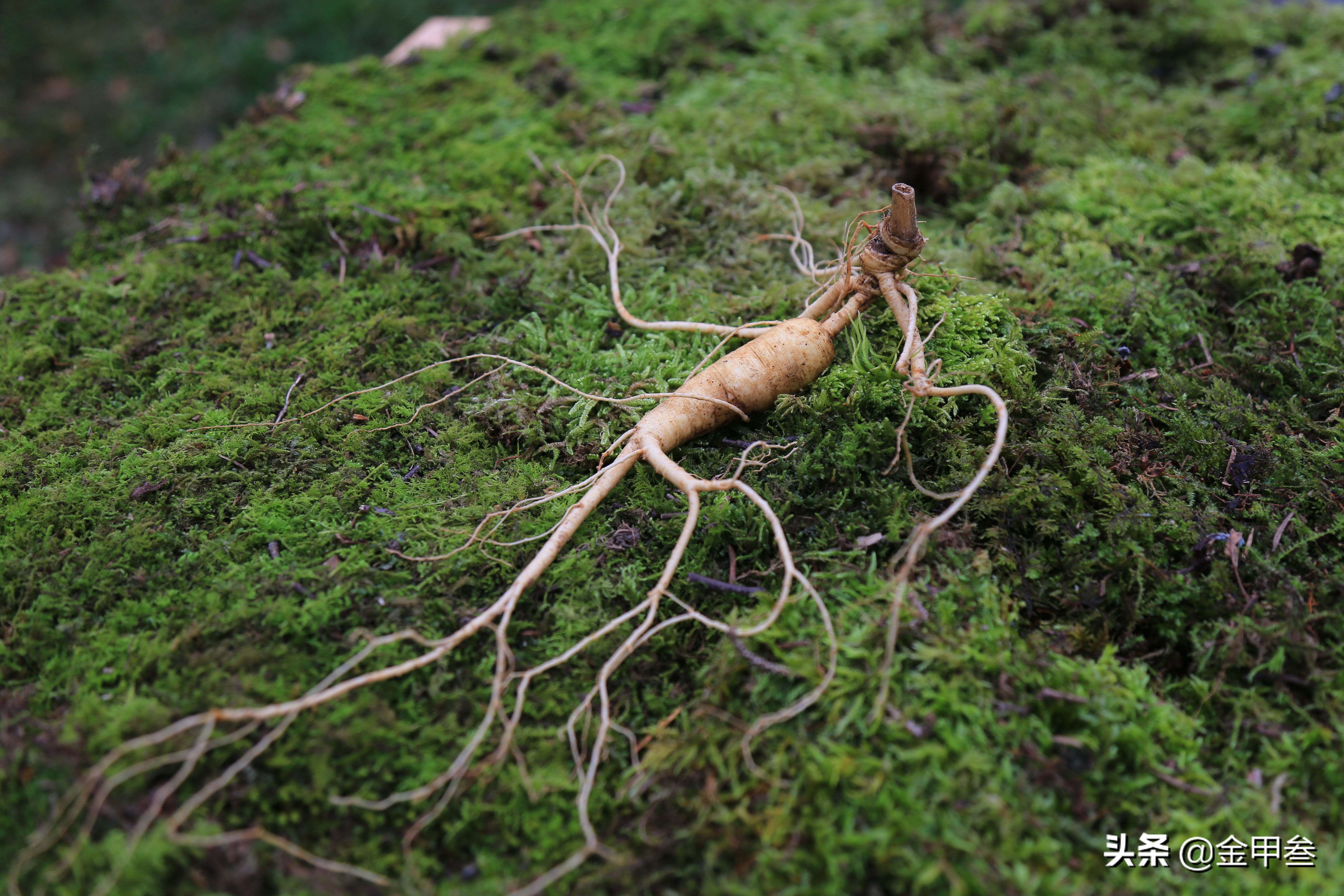 东北的顶级食材！花钱都买不到的美味，成为了老东北的记忆