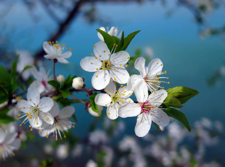 花的优美句子春天