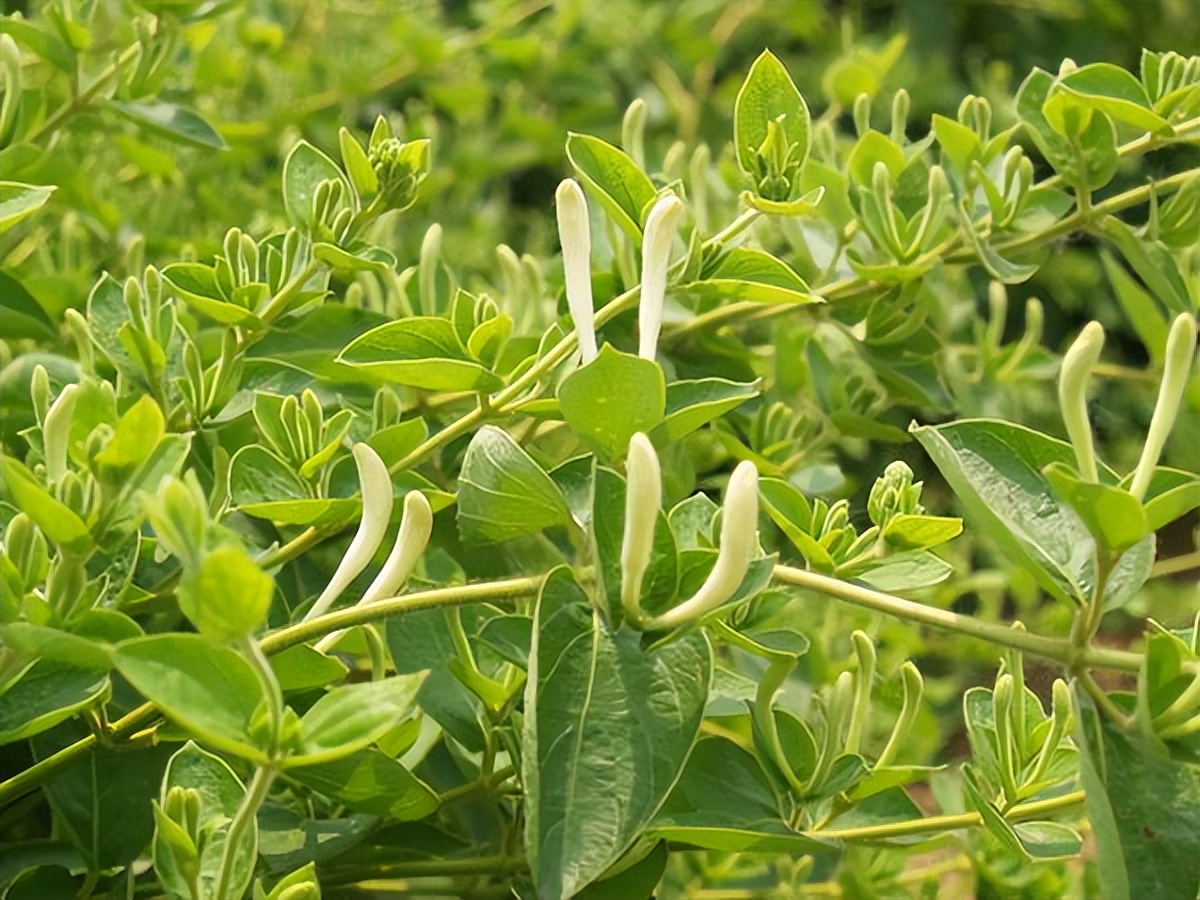 每日一味抗癌中药——金银花,清热解毒,凉散风热,夏季首选茶饮