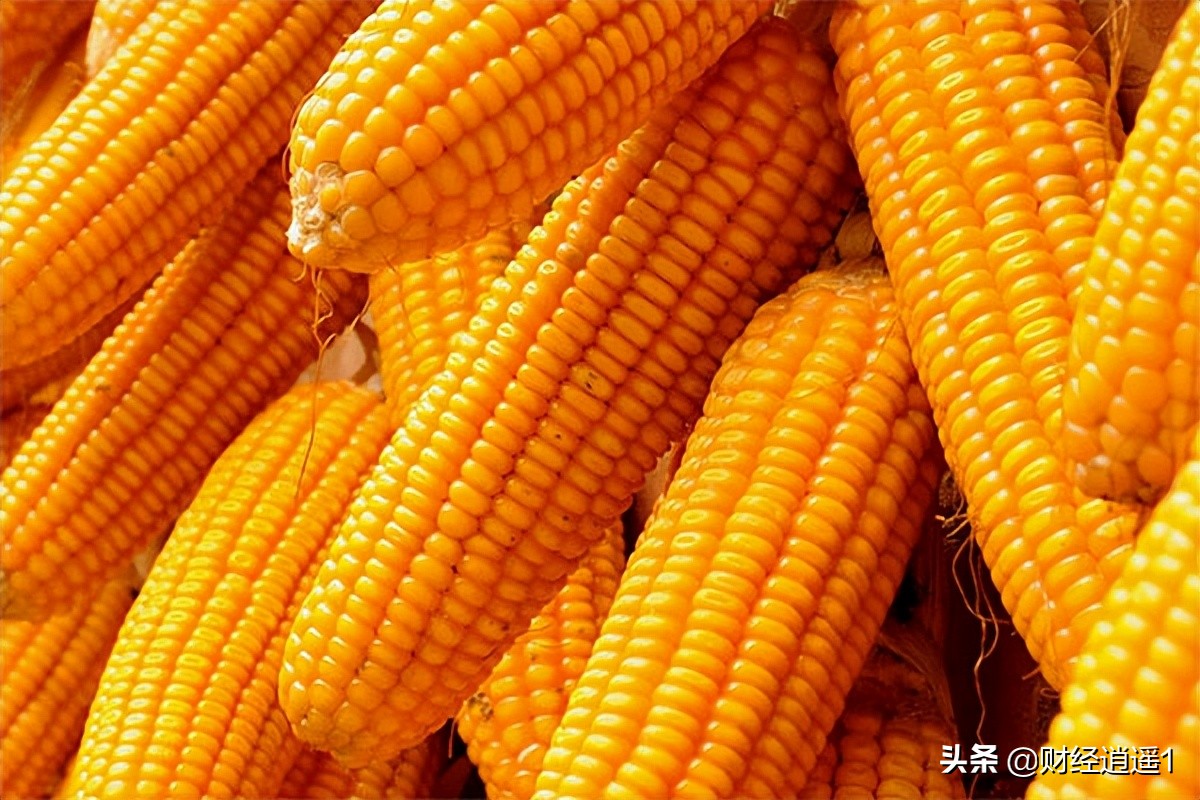未續(xù)跌！今天，每噸玉米價(jià)格漲17元，再次逼近2900元/噸，為何？