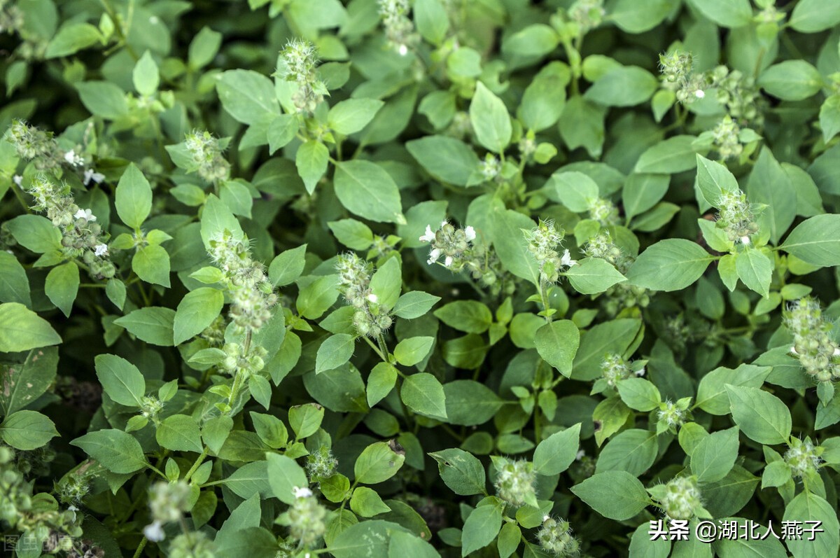 野菜的种类和做法（带你见识不同的野菜和吃法） 105