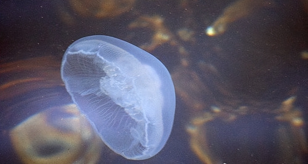 哥布林鲨(十大最古老的海洋生物)