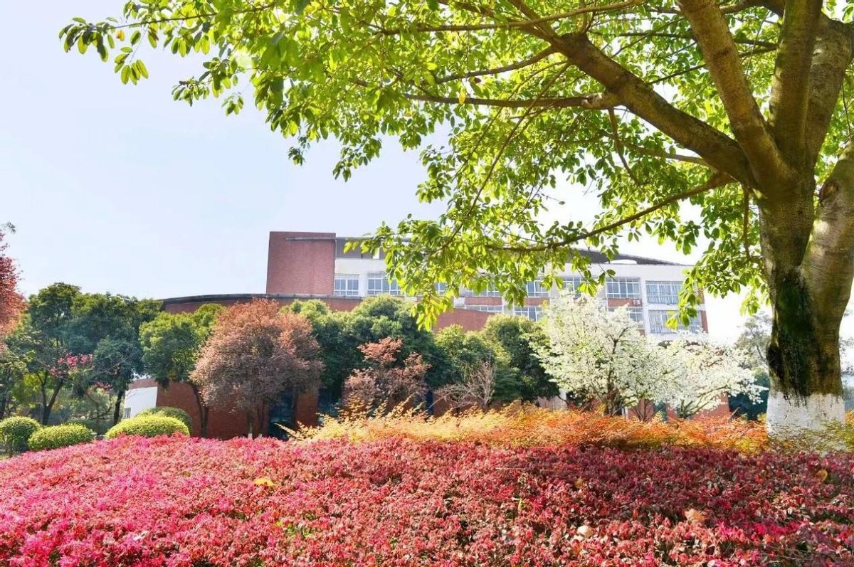 牛！四川“高能”女学霸：稳坐专业第一，拿下30多项荣誉，已成功保研！