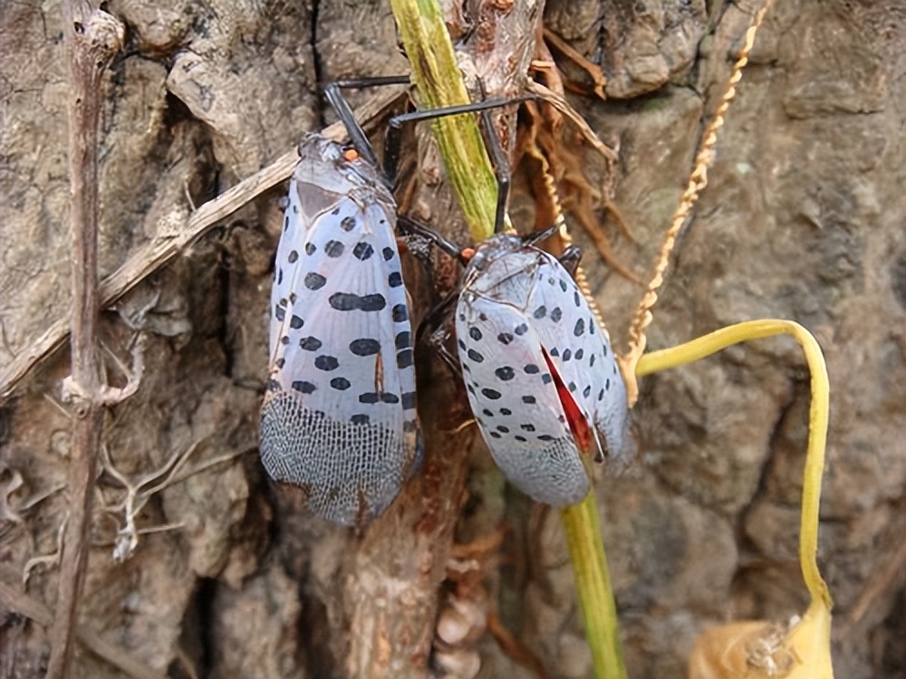 香椿树上最常见的虫子有三种,一种名叫斑衣蜡蝉,这种昆虫不会伤害人类