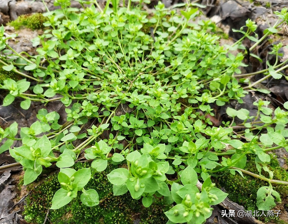 野菜的种类和做法（带你见识不同的野菜和吃法） 41