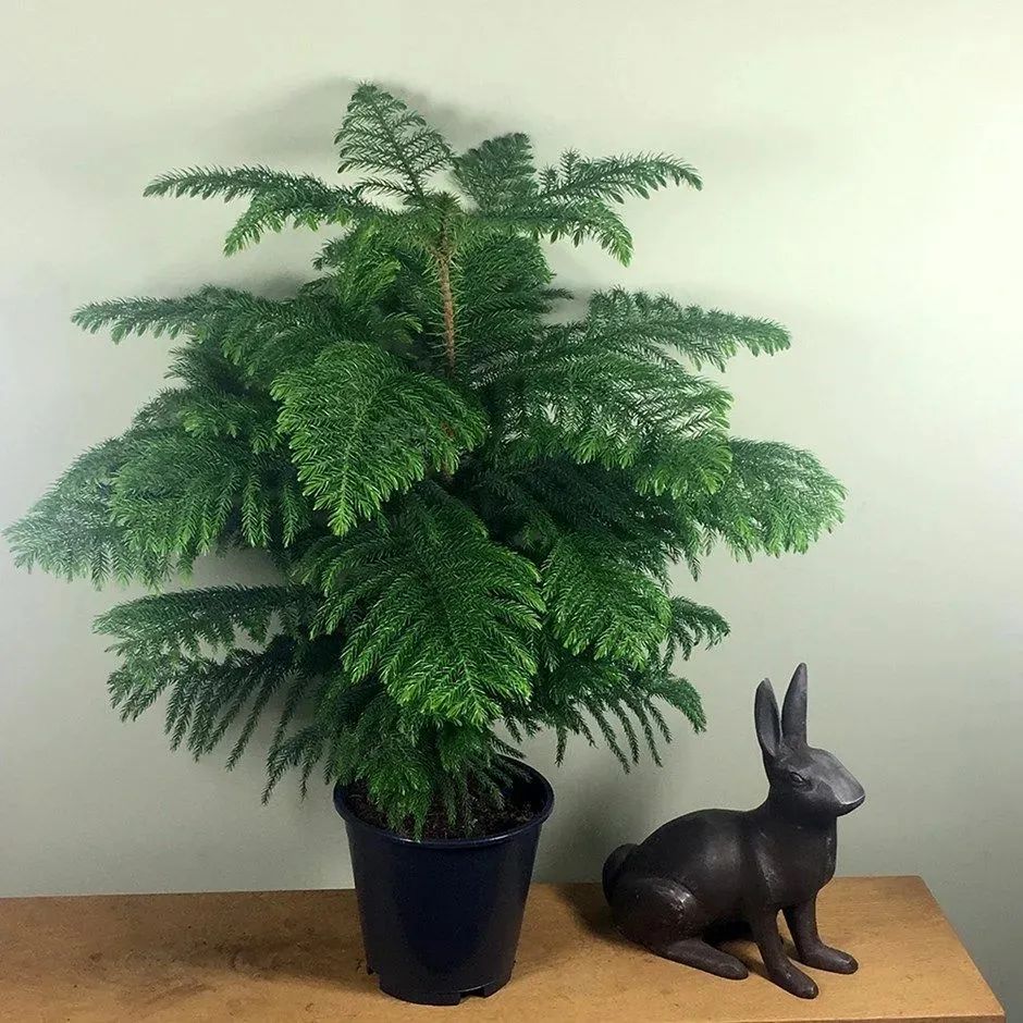 南洋杉养室内总是黄叶枯萎,做好6点,可保持叶子四季翠绿