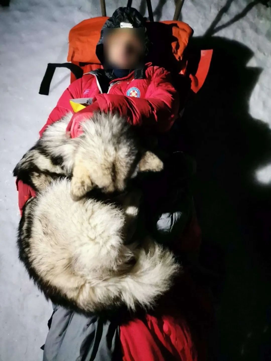 主人雪中爬山时遇险，随行的狗狗坚守在旁帮他取暖，直到救援到来