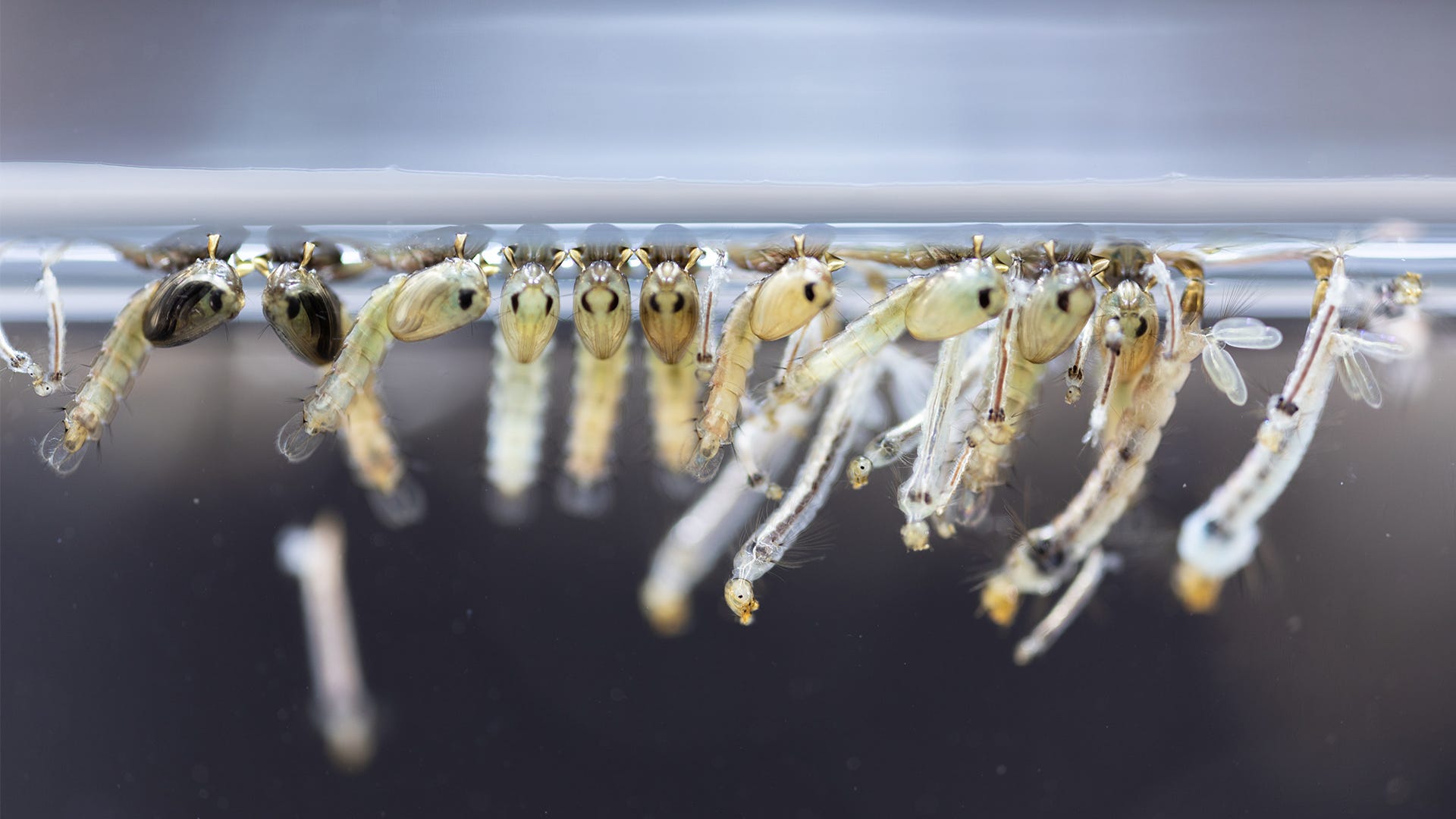 机智的蚊子,可以通过诞下虫卵和冬眠的方式让整个蚊子家族度过这个