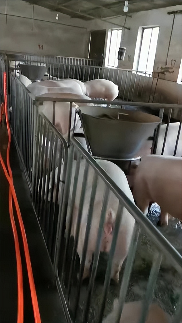 性价比高的白菜如何喂猪？微生物来帮忙