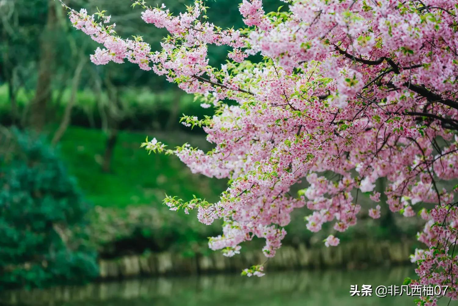 想一百个春天最美文案，都不如这些明艳的鲜花来的直白