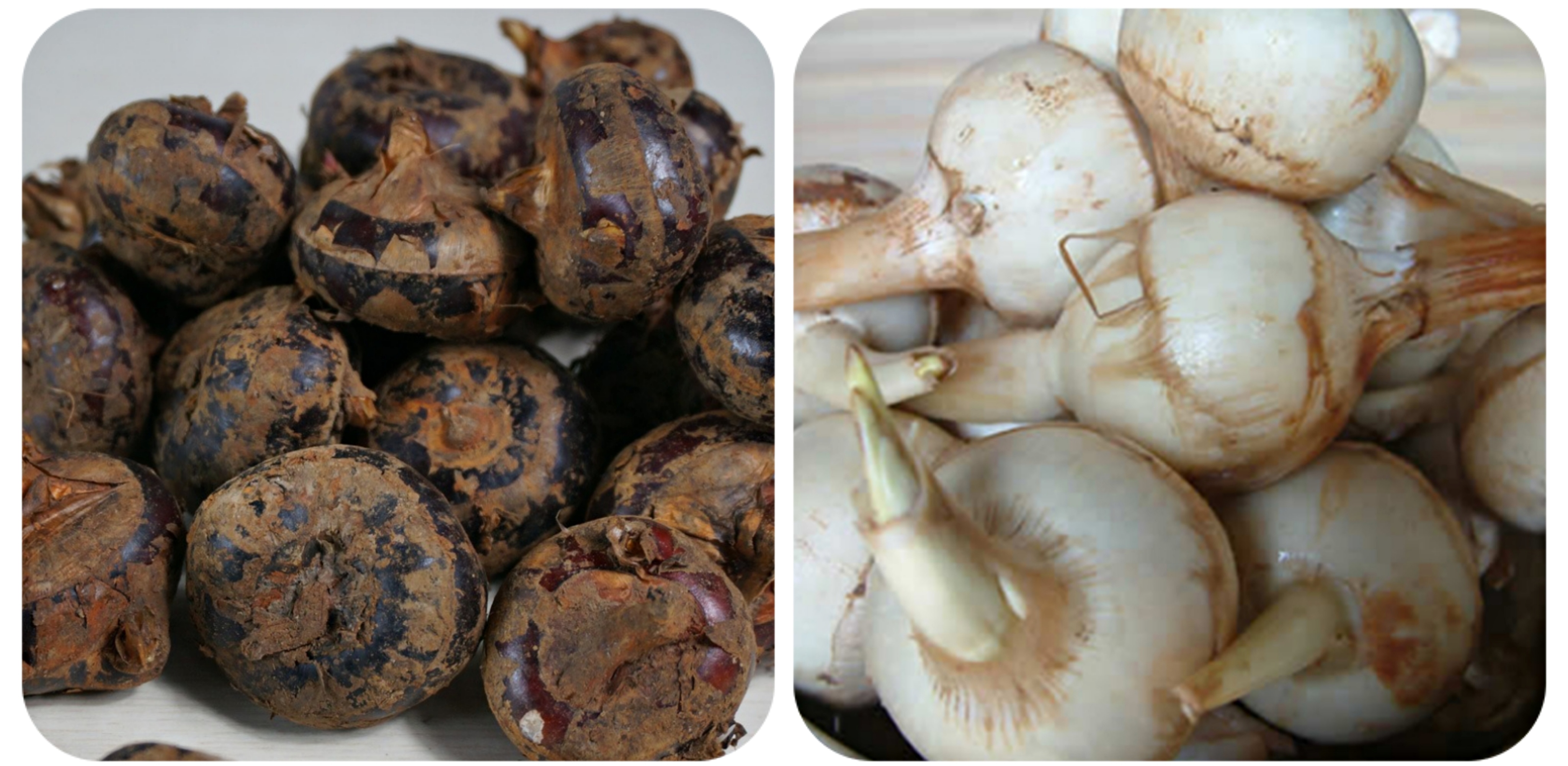 120种野菜介绍，图名并茂，快来认识一下！涨知识不吃亏