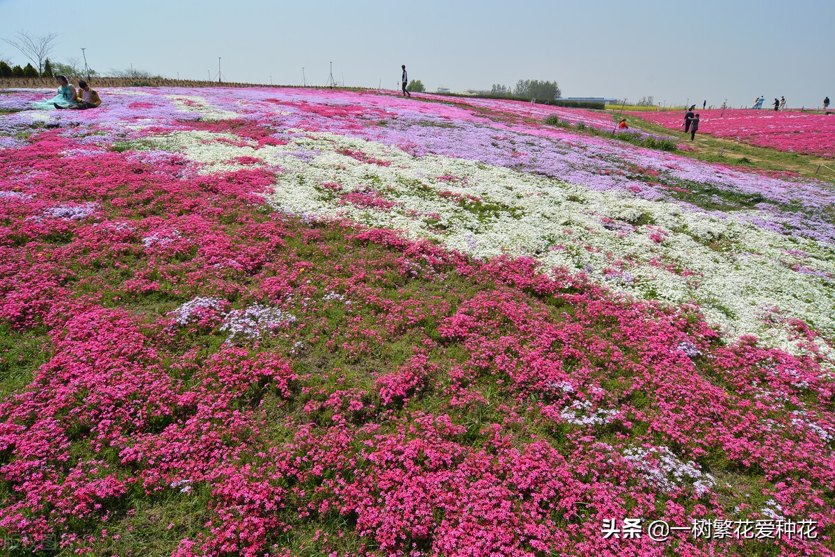 北方可以露地越冬的宿根花卉（30种不同宿根花卉盘点）