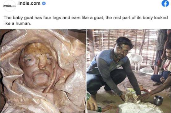 印度出现多只"人脸山羊",是基因变异,还是杂交产物?