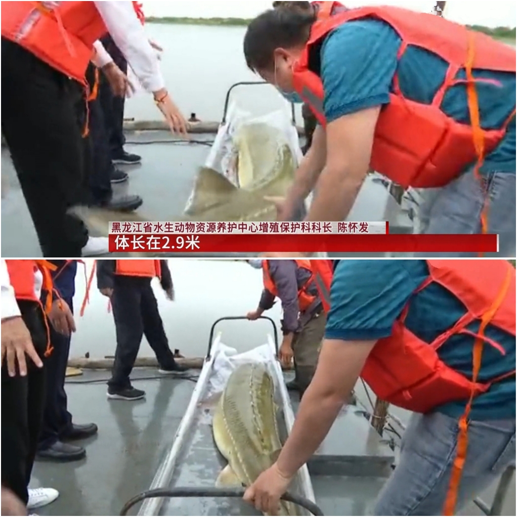 黑龙江渔民误捕1028斤鳇鱼，国家以22万元收购！中俄护鱼有效吗？