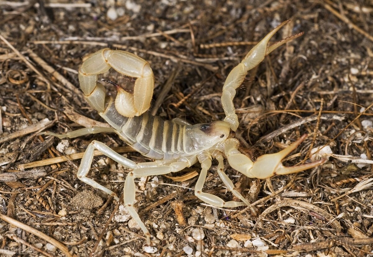 世界上最毒的生物（知识科普世界上毒性最强的5种生物）