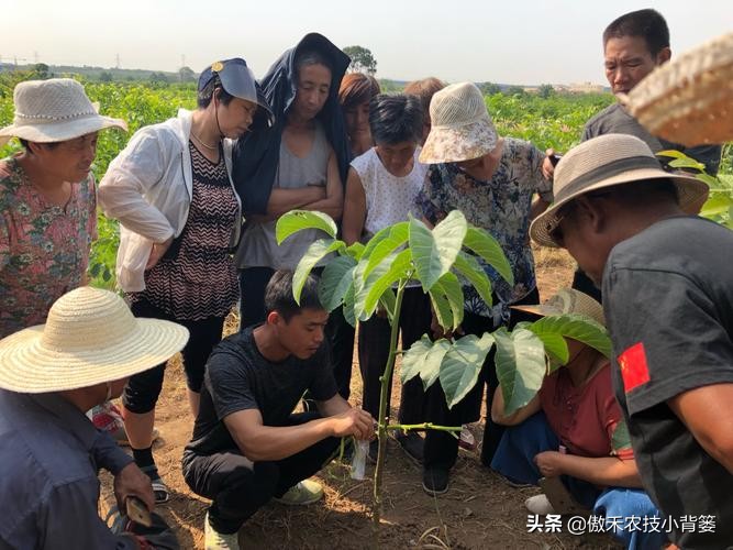 嫁接树的最佳时间是几月份（果树最细嫁接方法分享教学）