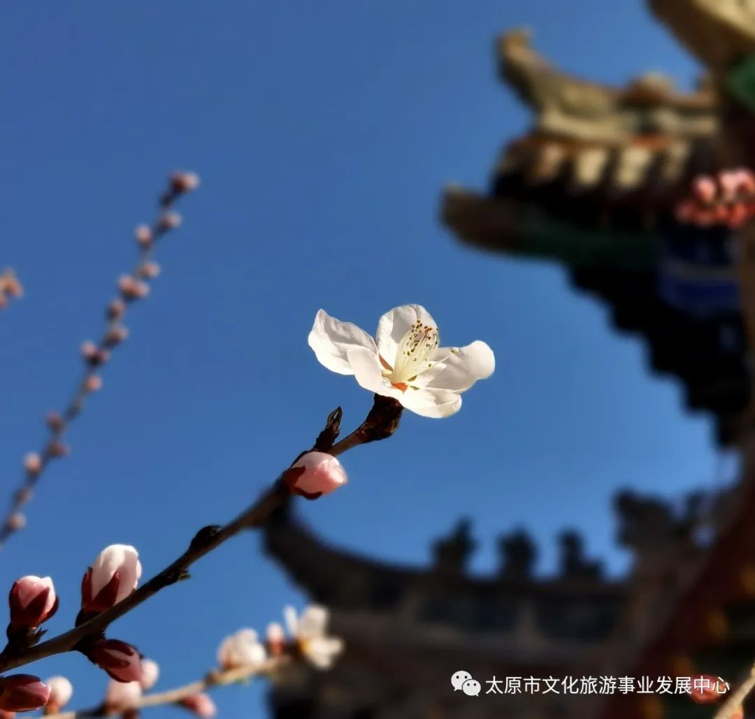 线上展览|“山河春意 锦绣太原——花的世界”主题摄影线上图片展（十四）