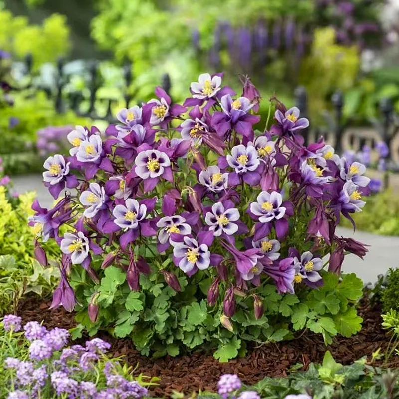 花朵美图｜温柔甜美的初吻、大丽花、耧斗菜花朵合集160张