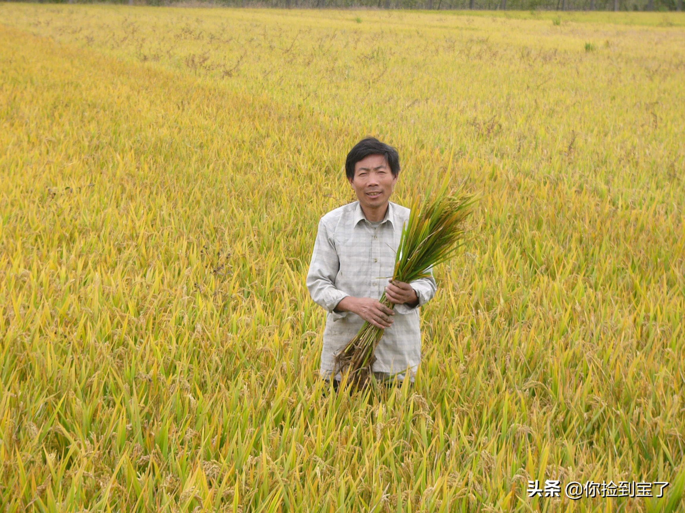 我爱家乡的小桥