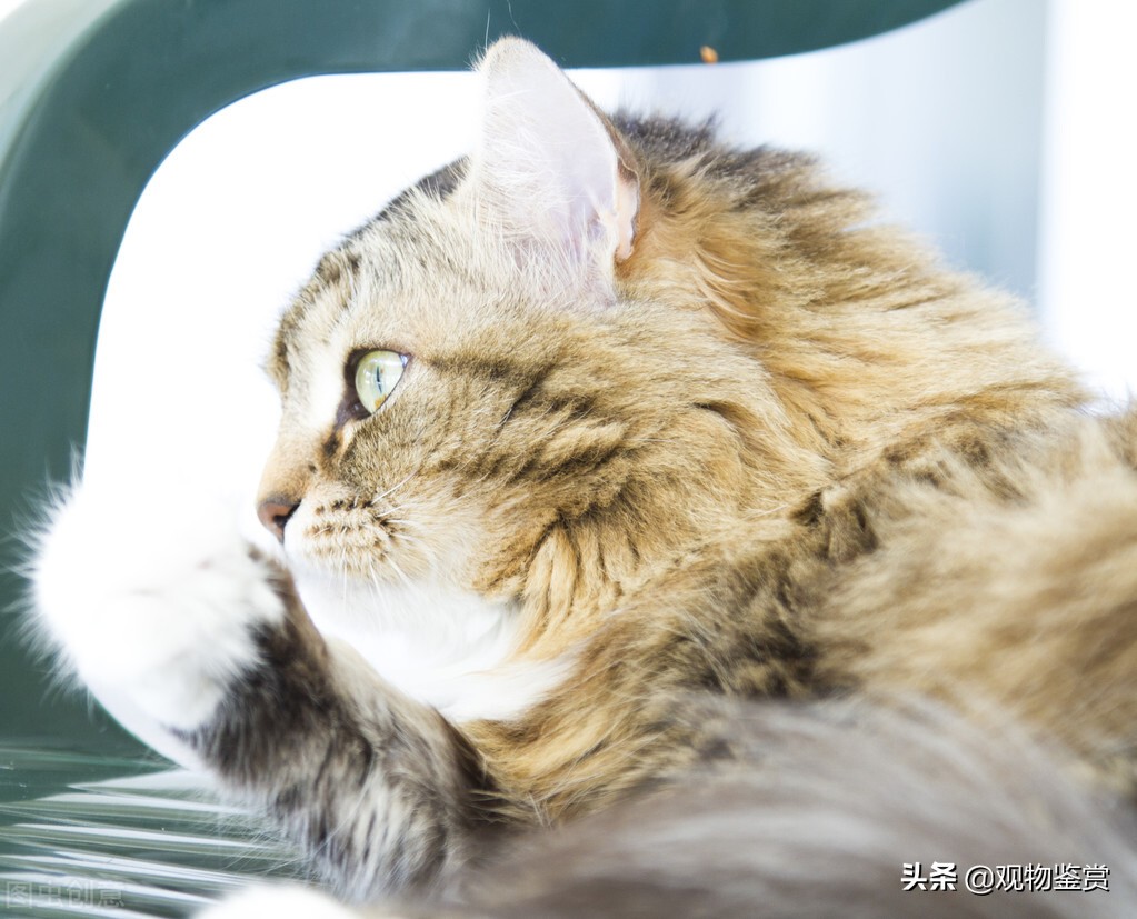 做客车能带宠物猫吗