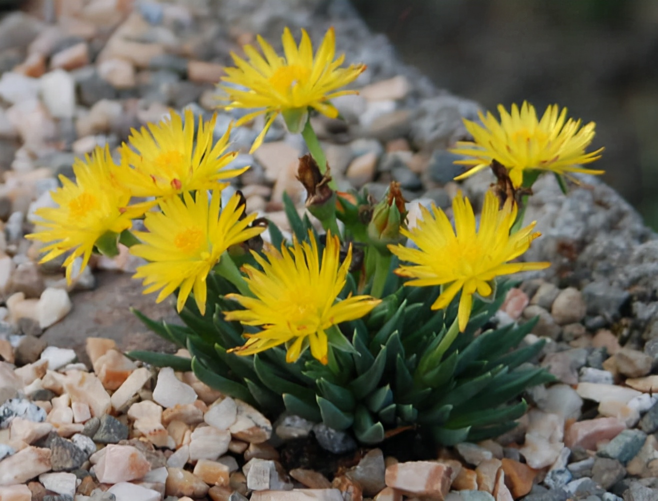 衣76,雪莲77,白牡丹78,星乙女79,爱染锦80,樱水晶81,白熊82,毛海星83