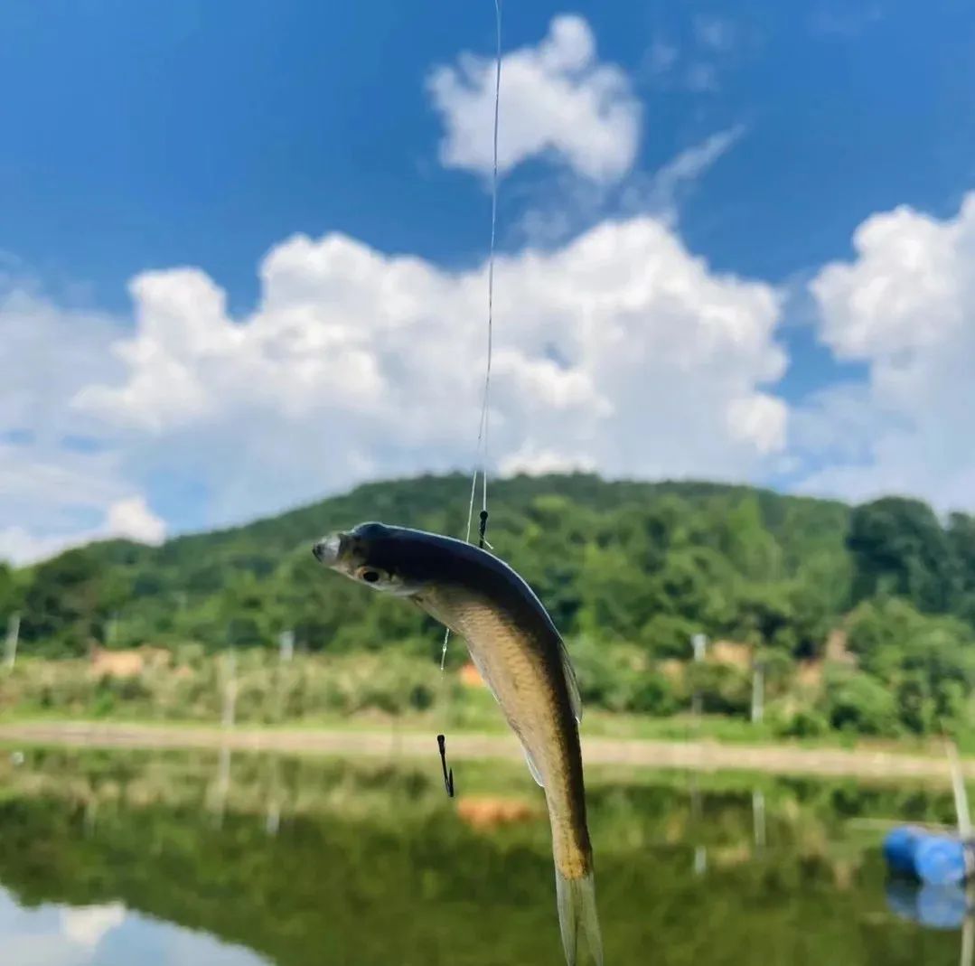 釣魚先識(shí)魚＂魚兒的五種感官功能＂