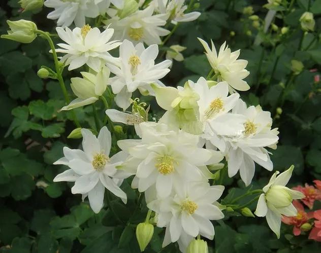 花朵美图｜温柔甜美的初吻、大丽花、耧斗菜花朵合集160张
