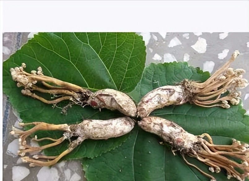 它叫蟬花卻不是花，功效很多，你認(rèn)識(shí)它嗎？
