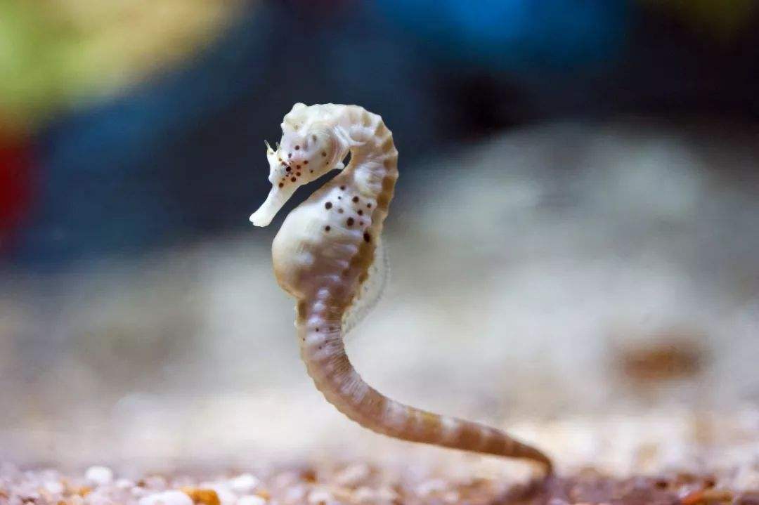 雄性海马是如何生育后代的?