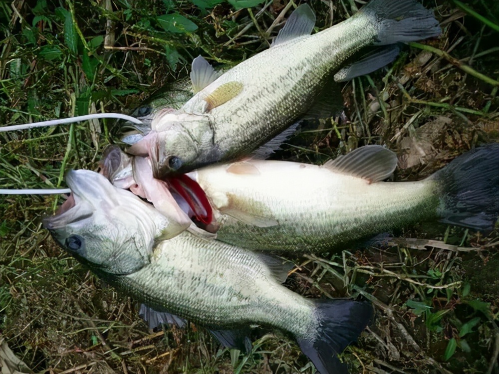 鱸魚是海魚嗎,鱸魚是海魚嗎?