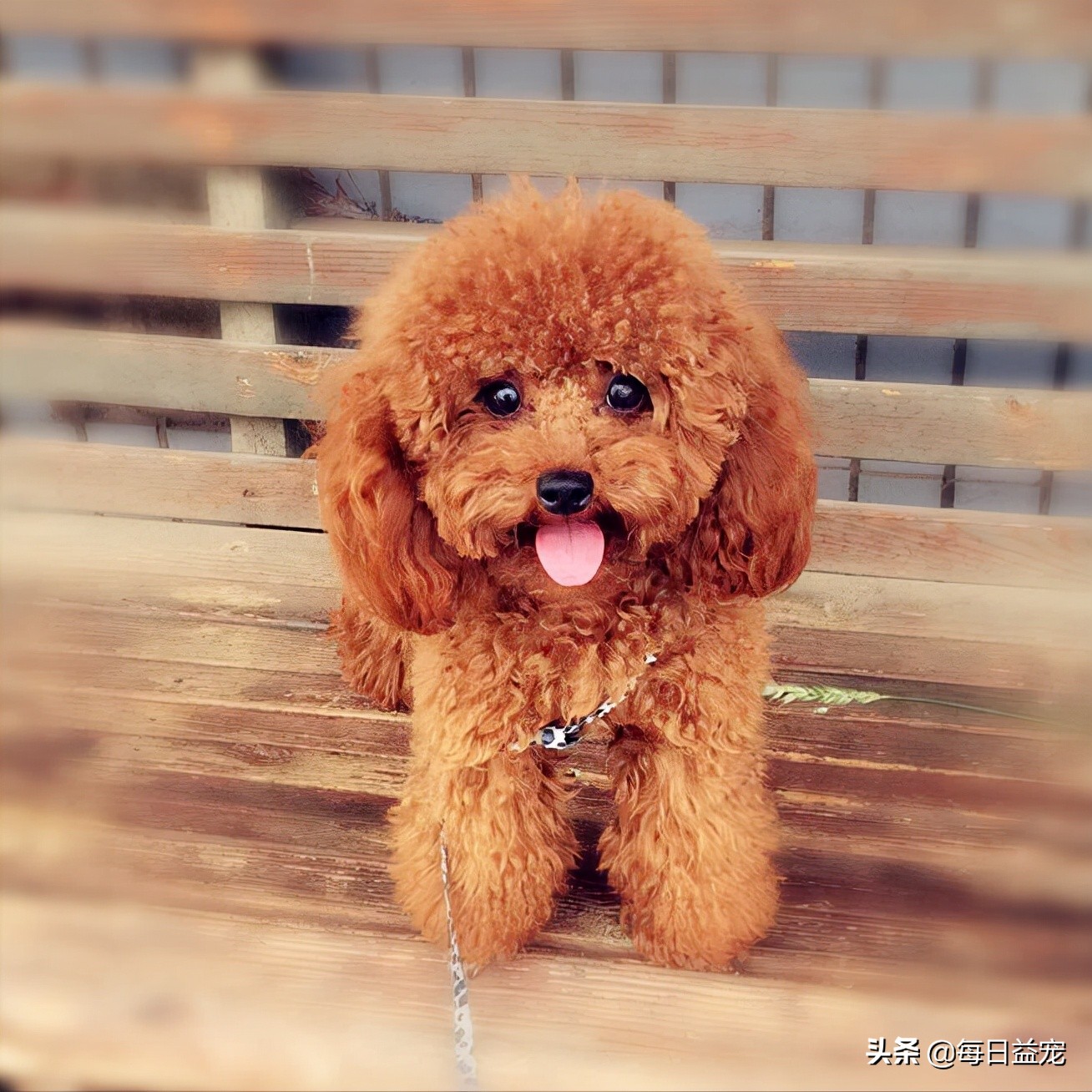 泰迪寿命一般是多少年(泰迪犬寿命有多长) - 青木春