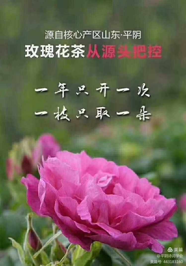 王培静《红玫瑰与白玫瑰》微型爱情言意现代故事