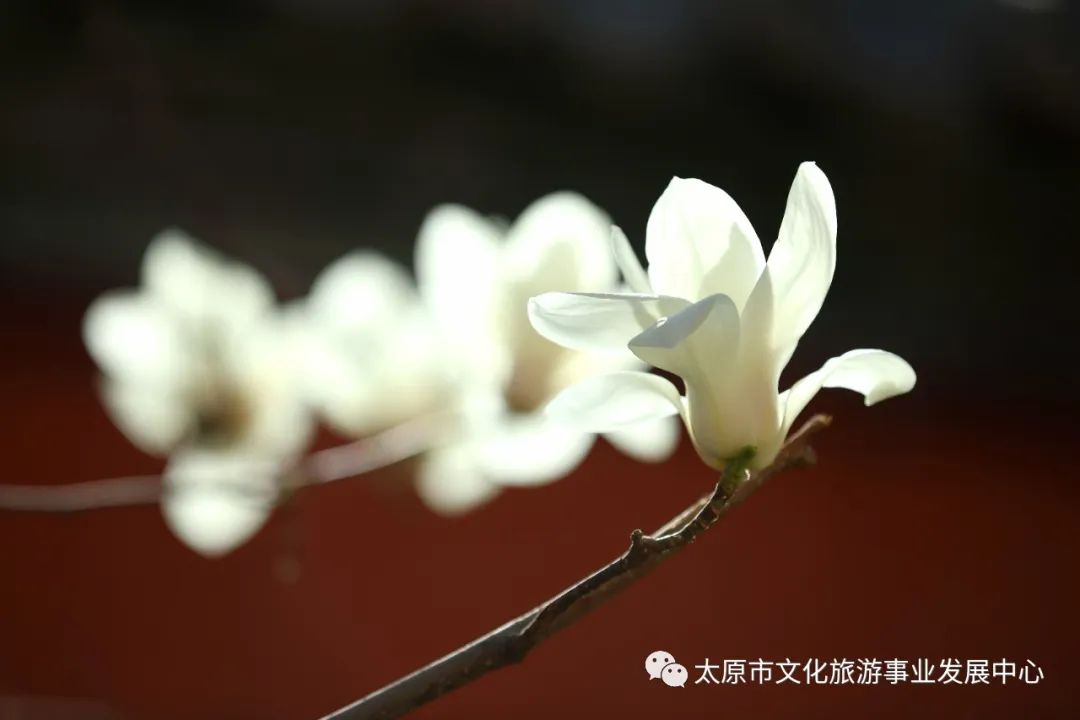 线上展览|“山河春意 锦绣太原——花的世界”主题摄影线上图片展（十八）