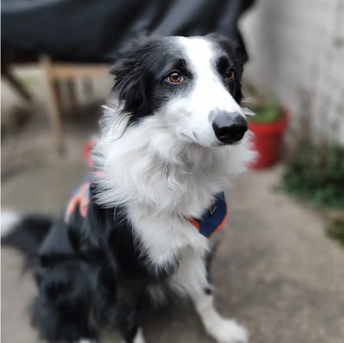 上面这张毛色黑白相间的小狗照片,就是我使用oppo k10的主摄拍的,小狗