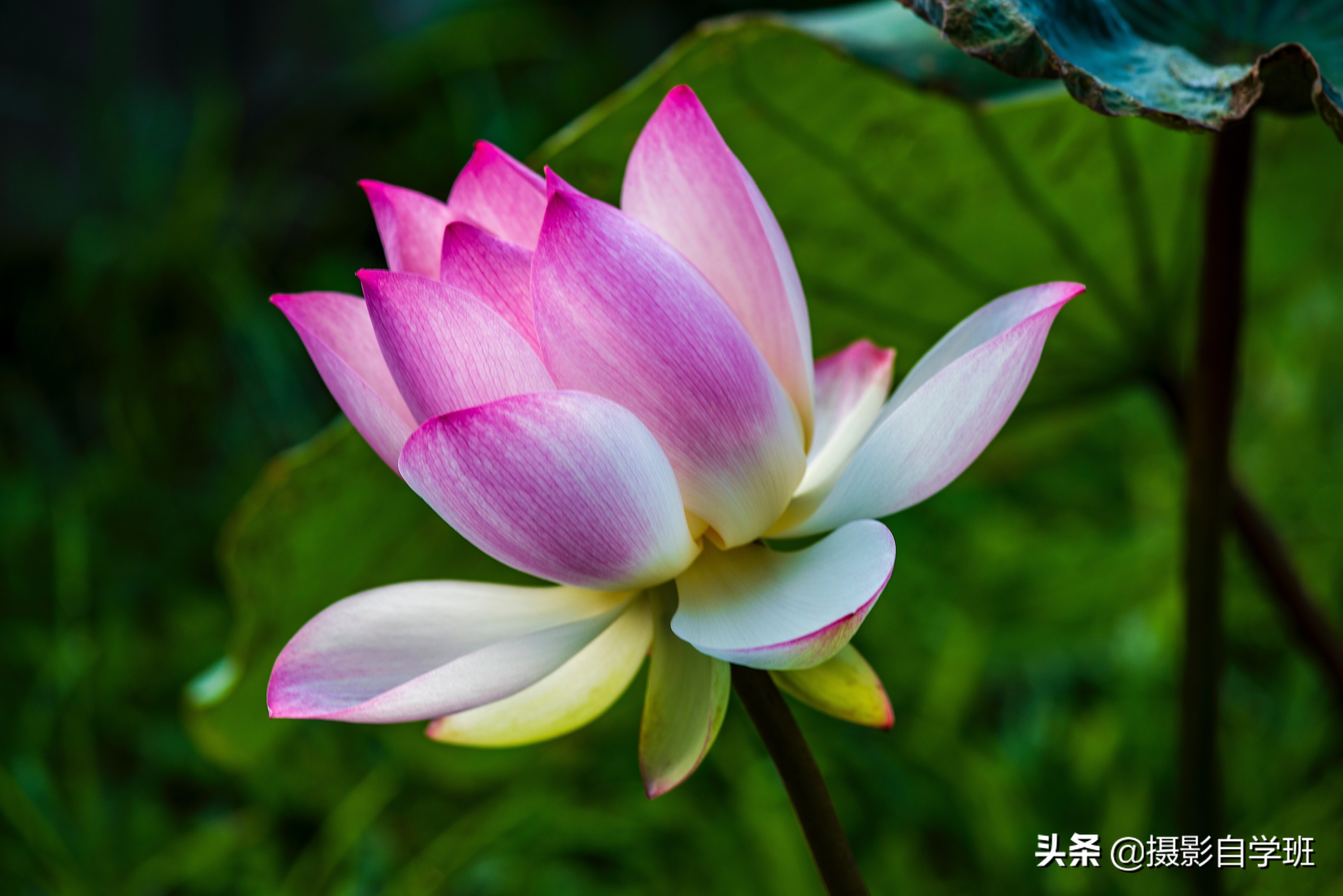 荷花攝影10個構(gòu)圖技巧，拍荷花用對構(gòu)圖，事半功倍