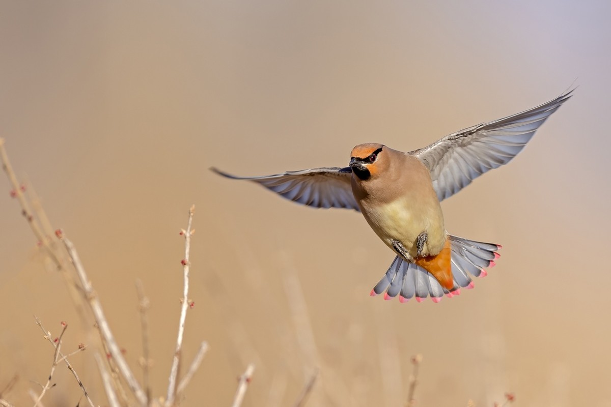 以热爱为名发现自然之美 那些野性瞬间背后的故事