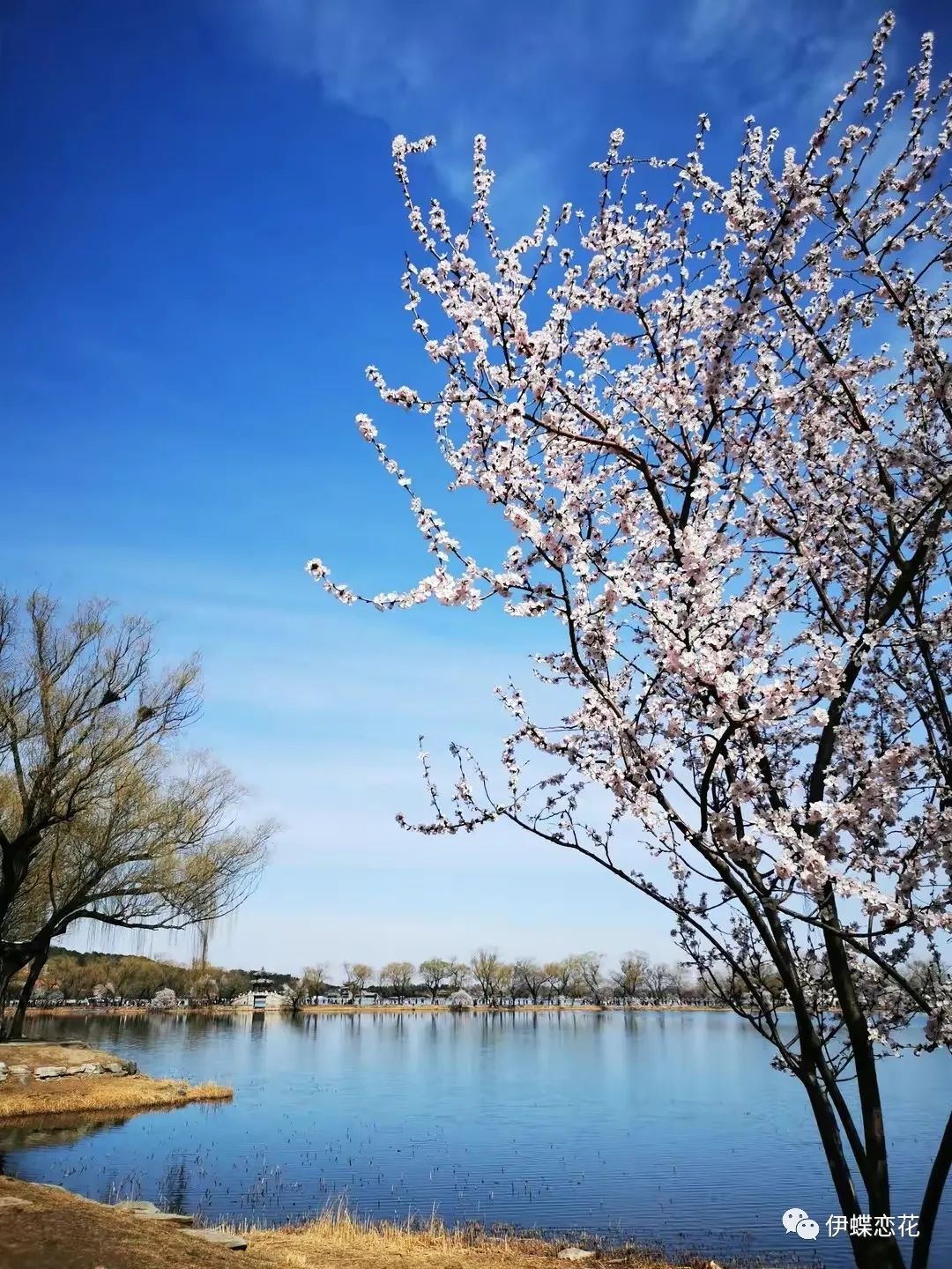 山桃花和桃花有什么区别（教你从四方面区分山桃花和桃花）