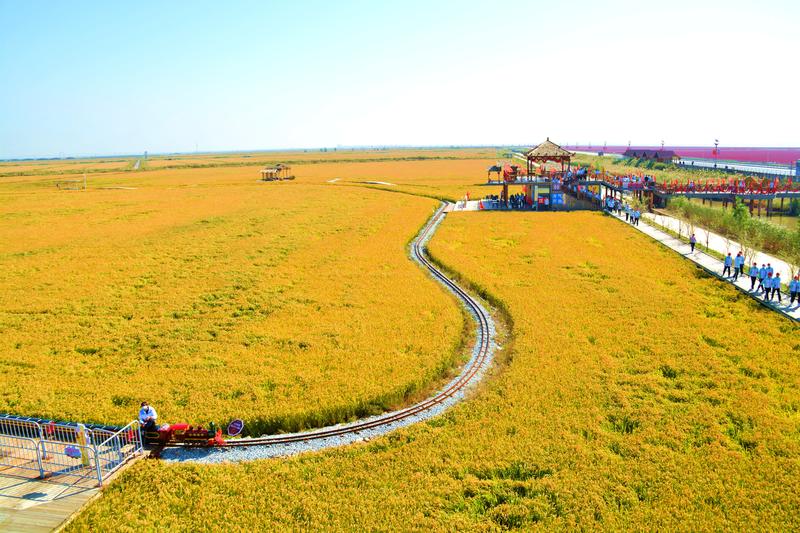 去一个叫：辽宁盘锦的地方