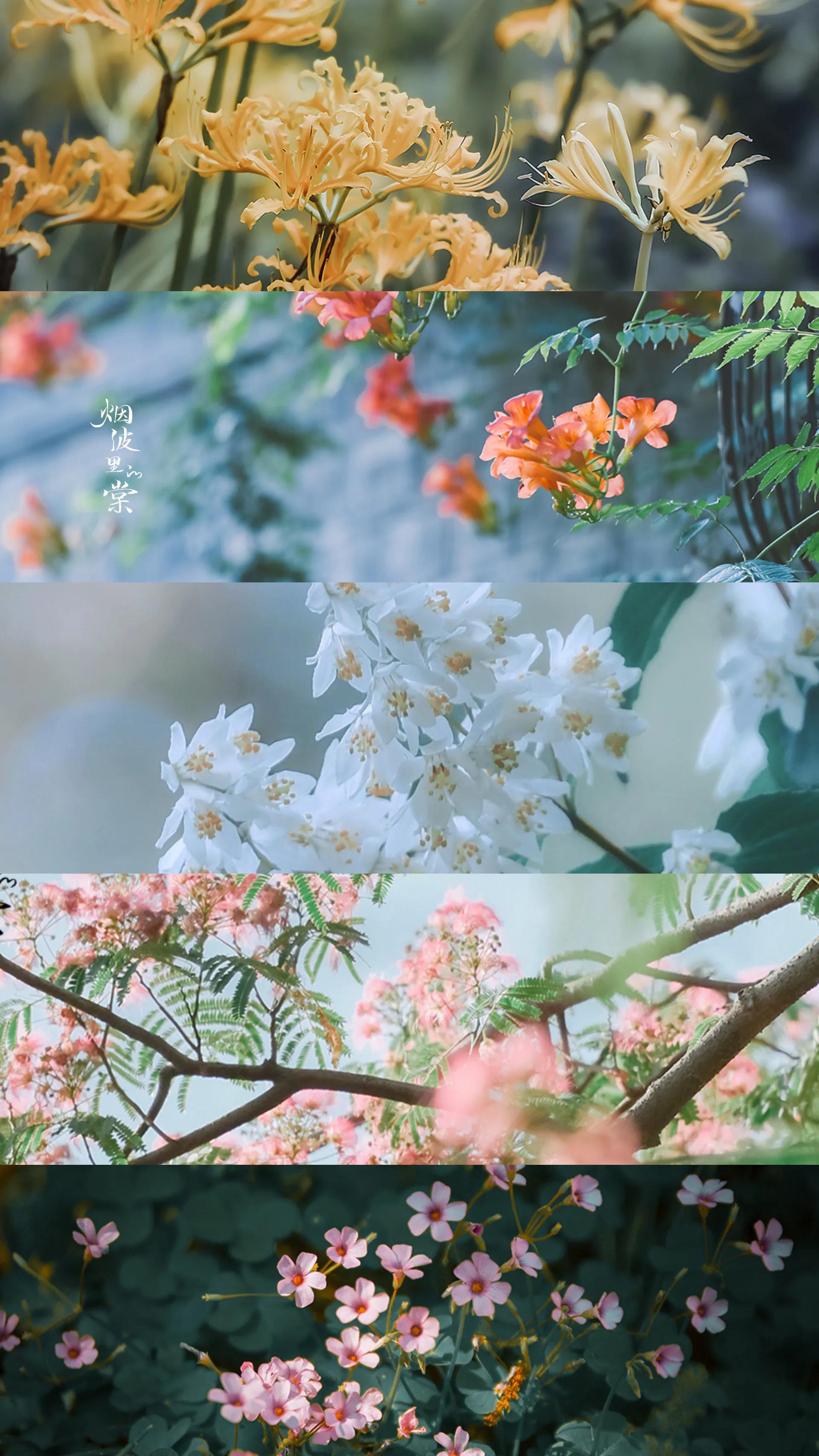 我经过一年四季，看尽繁花似锦的唯美时光